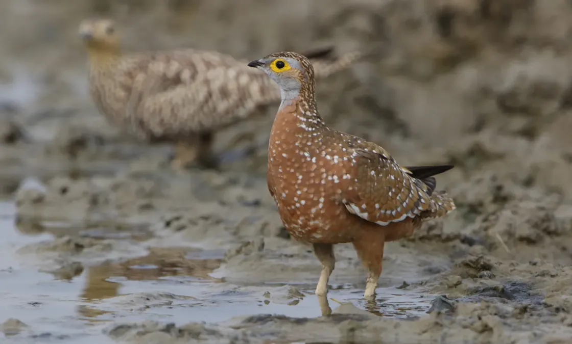 File:Burchell's sandgrouse, Pterocles burchelli, at Kgalagadi Transfrontier Park, Northern Cape, South Africa (35283376362).jpg