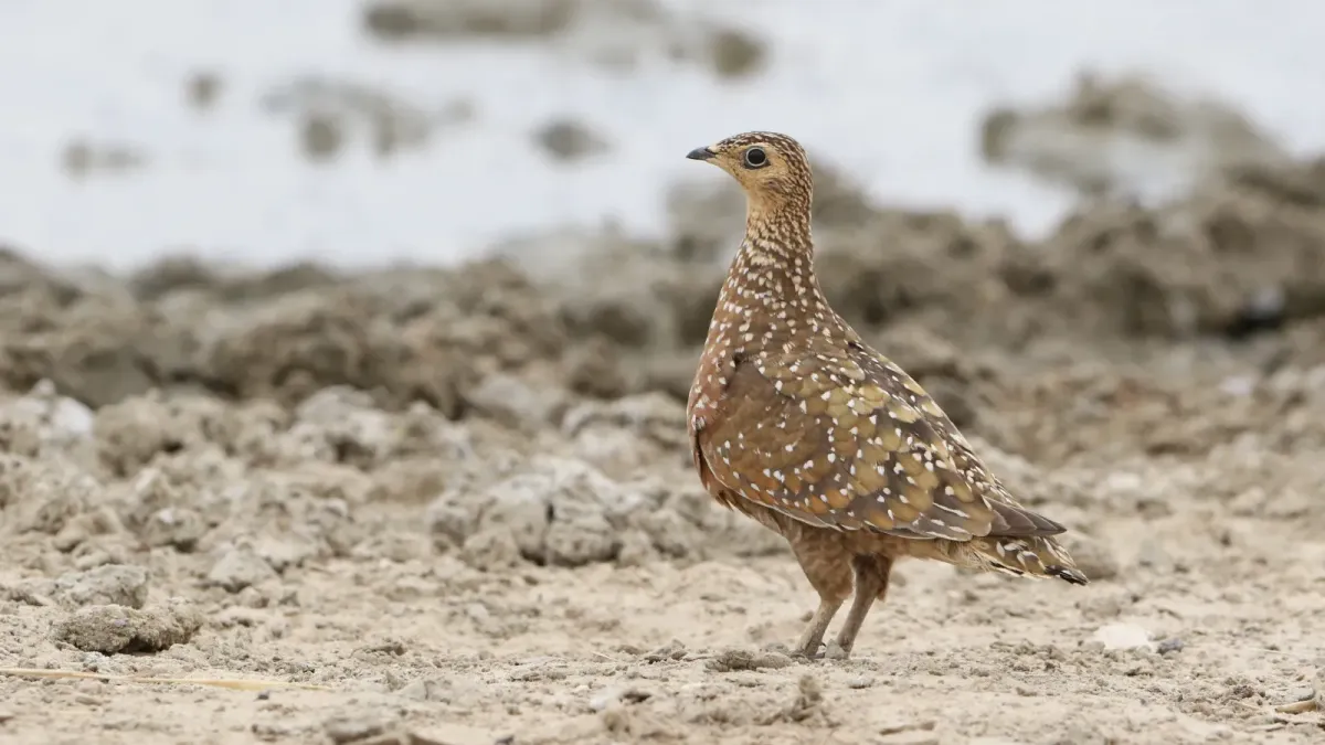 File:Burchell's sandgrouse, Pterocles burchelli, at Kgalagadi Transfrontier Park, Northern Cape, South Africa (35283376452).jpg