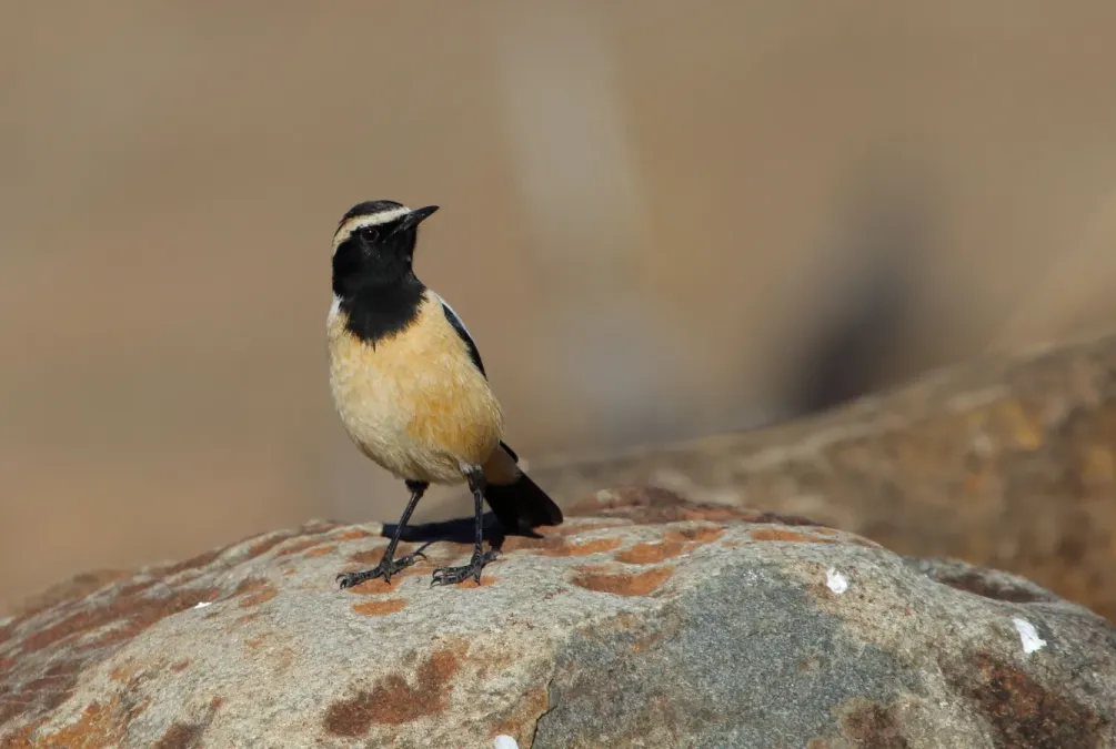 File:Campicoloides bifasciatus 2017 06 16 15 17 09 7206.jpg