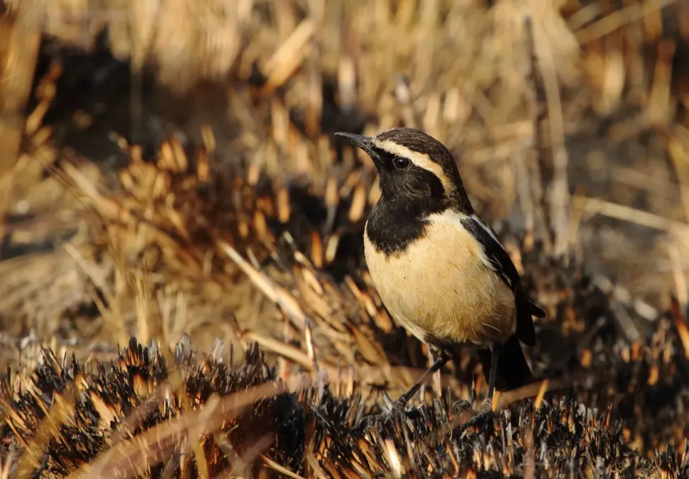 File:Campicoloides bifasciatus 2017 06 17 15 18 43 9253.jpg