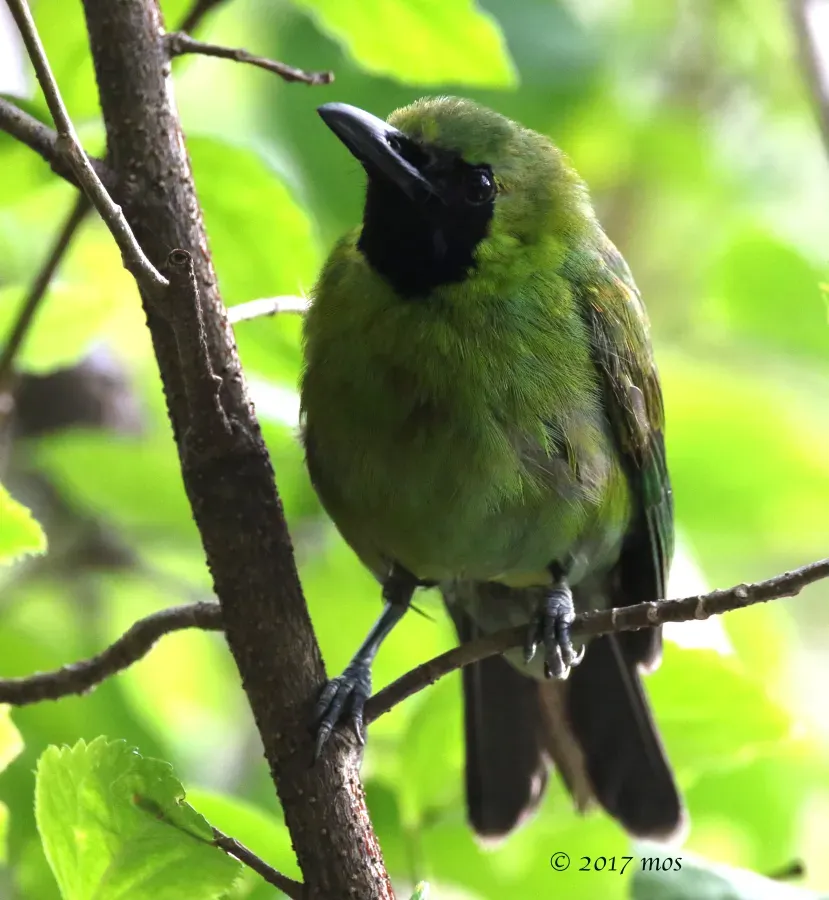 File:Greater Green Leafbird (Chloropsis sonnerati) of South Jakarta, Indonesia.jpg