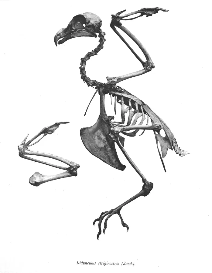 File:Didunculus strigirostris 55.jpg