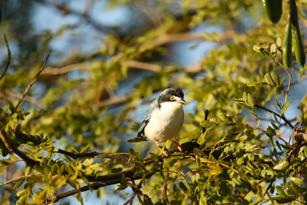 File:Saíra de chapéu Preto Nemosia pileata em Boituva SP.jpg