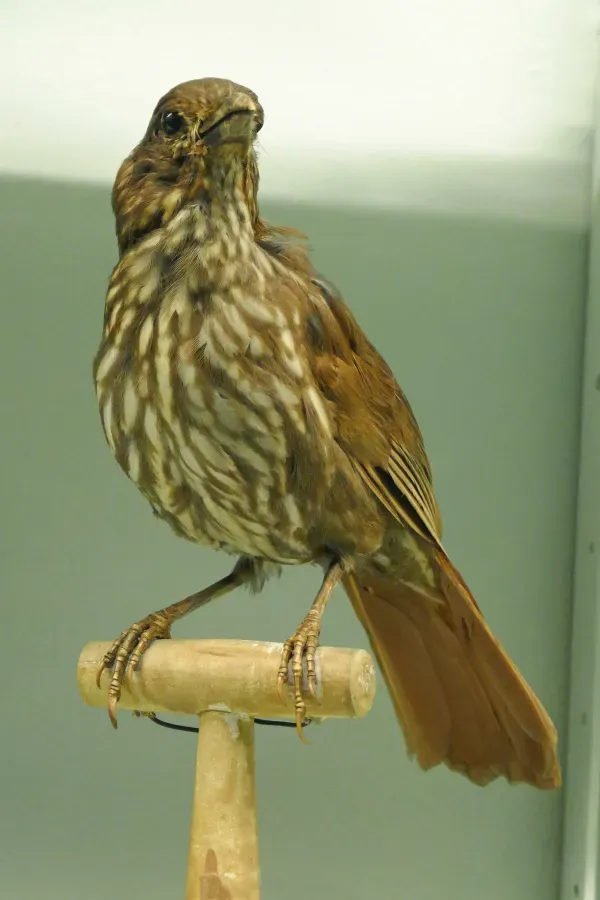 File:Turnagra tanagra - Musée zoologique de Strasbourg.jpg