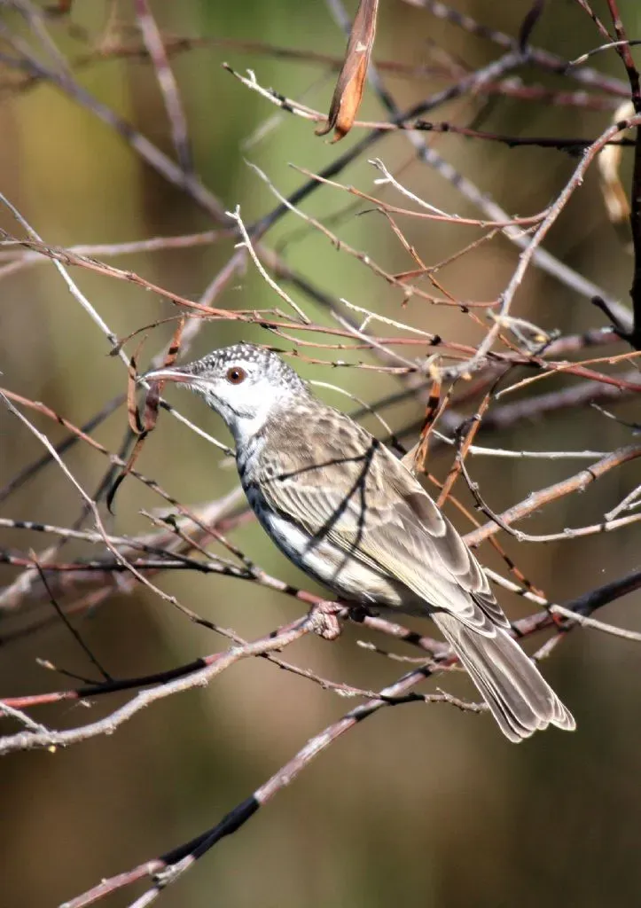 File:Bar-breasted Honeyeater (Ramsayornis fasciatus) from rear.jpg