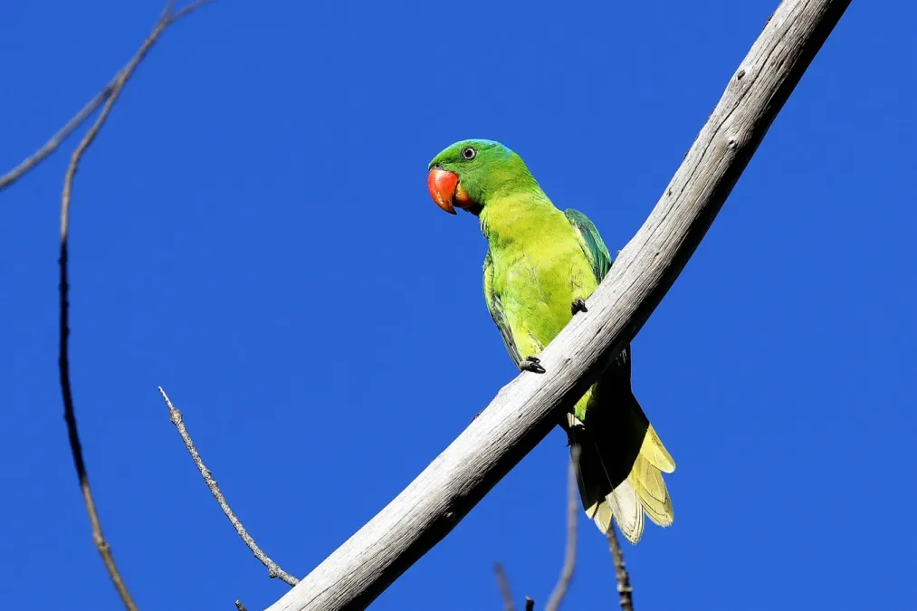 File:Blue-napped parrot -Tanygnathus lucionensis-8a.jpg
