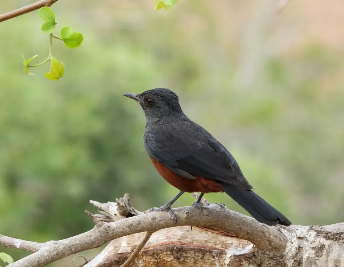 File:Thamnolaea cinnamomeiventris 2016 10 10 11 24 51 7674.jpg