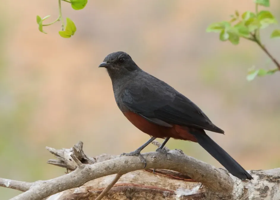 File:Thamnolaea cinnamomeiventris 2016 10 10 11 25 50 7732.jpg