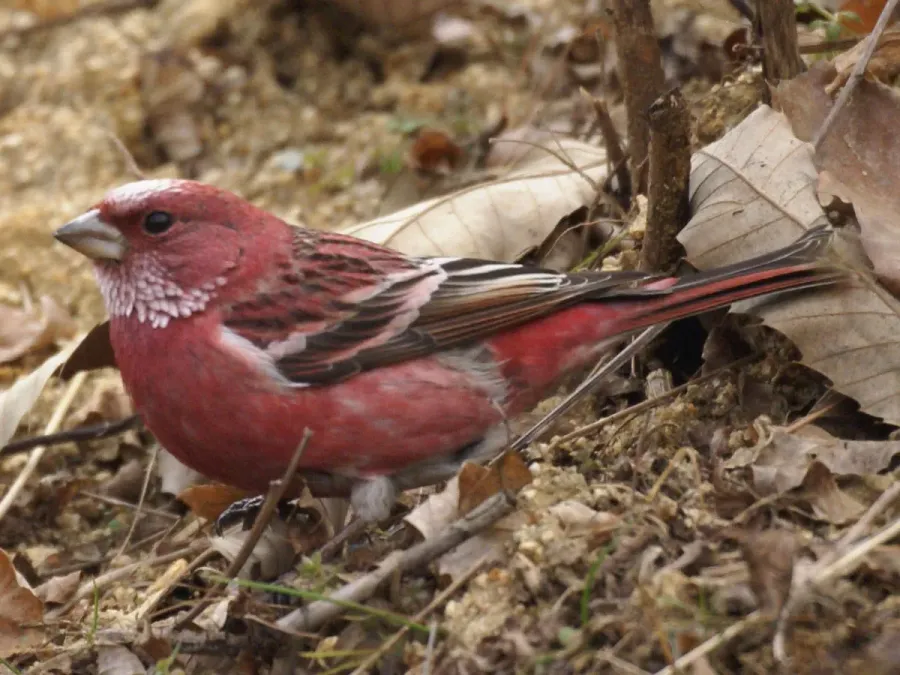 File:Carpodacus roseus.jpg