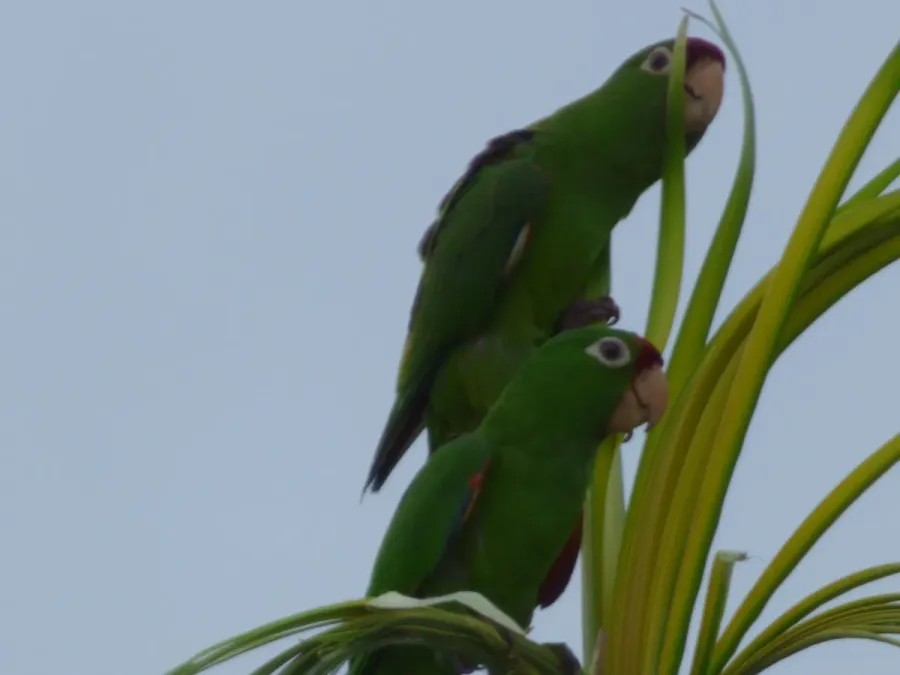 File:Psittacara finschi. Puntarenas. Costa Rica.jpg