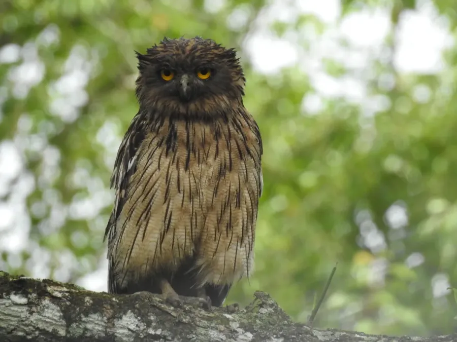 File:Brown fish owl Ketupa zeylonensis 01.jpg