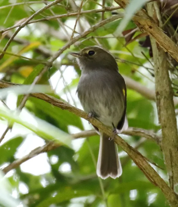 File:Hemitriccus diops - Drab-breasted pygmy-tyrant Salesopolis.jpg
