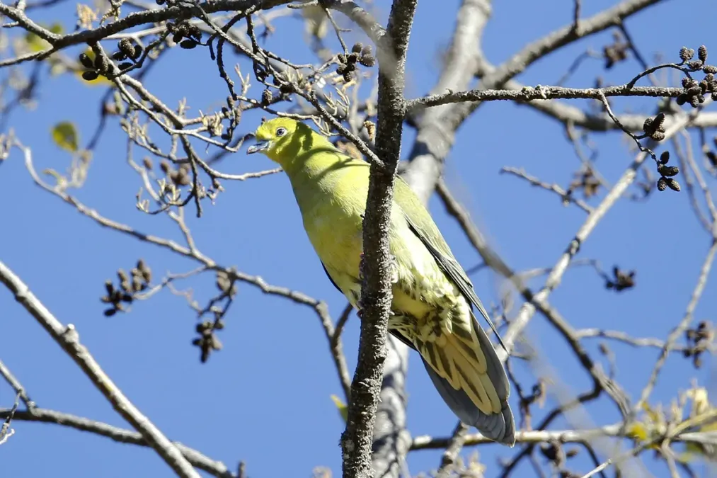 File:Wedge-tailed Green Pigeon (Treron sphenurus).jpg