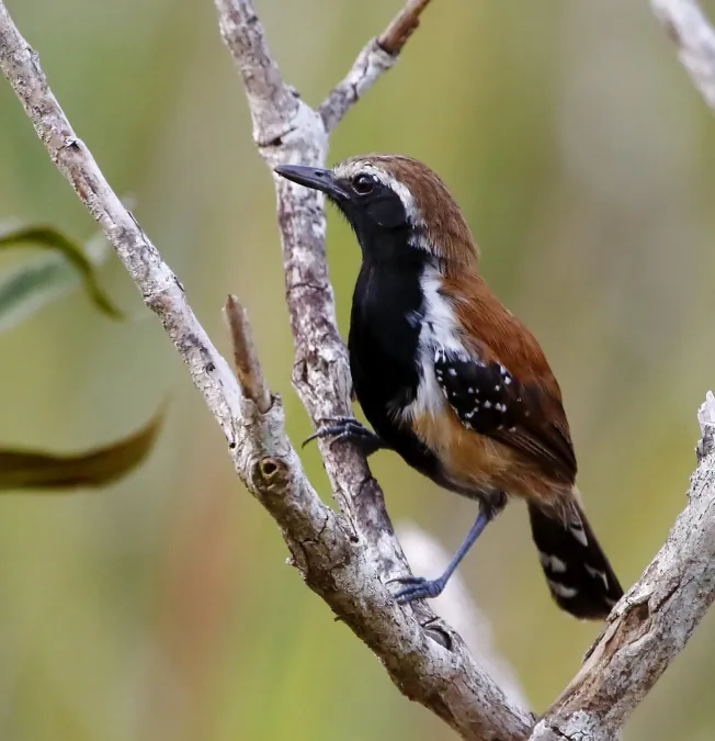 File:Formicivora rufa - Rusty-backed antwren (male).jpg