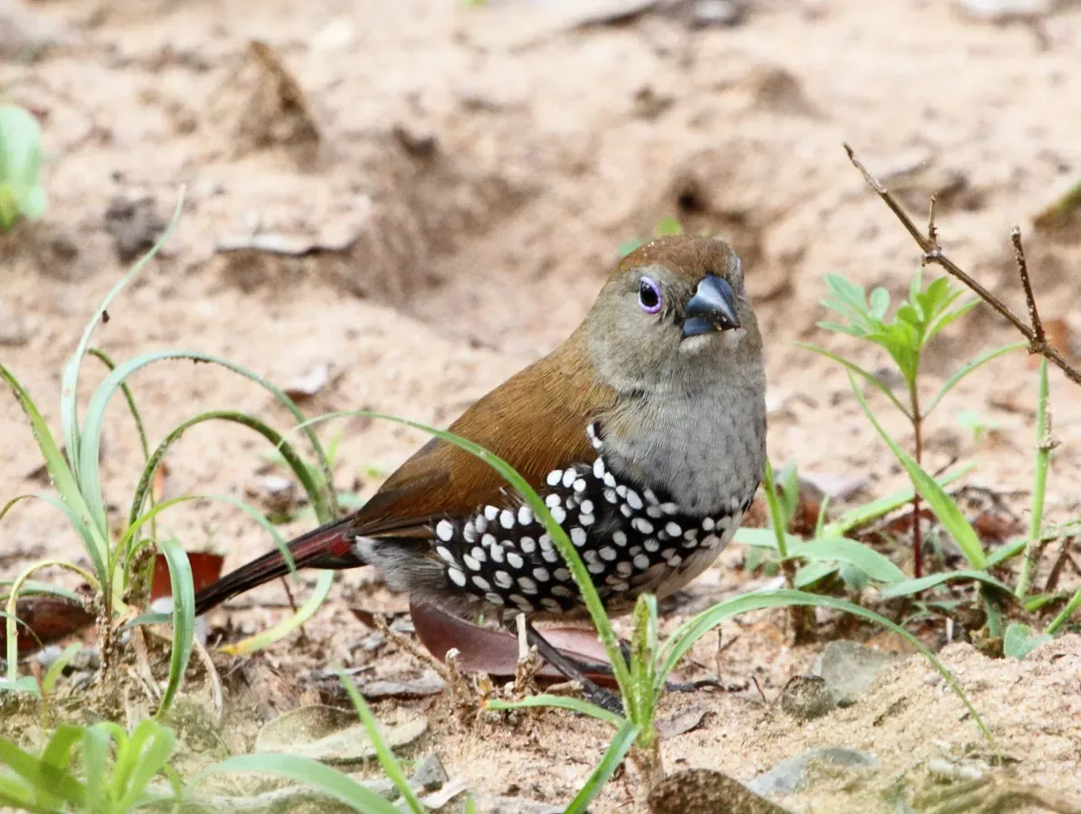 File:Pink-throated twinspot (Hypargos margaritatus) 2014 10 19 0188.jpg