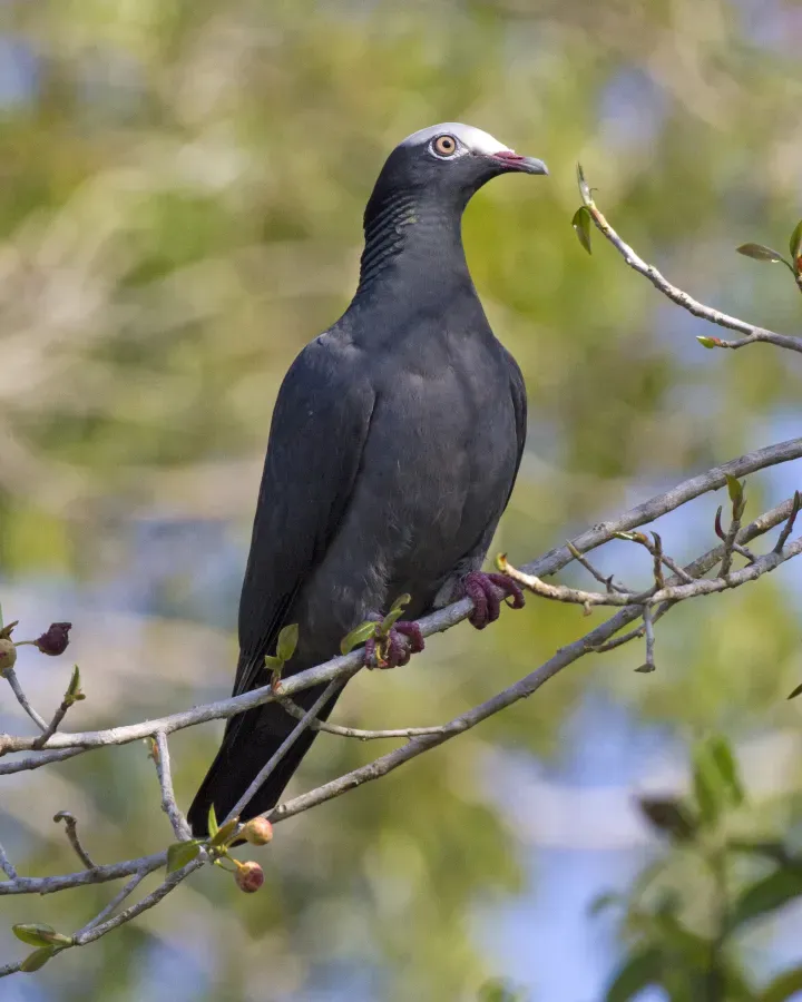 File:White-crowned Pigeon (Patagioenas leucocephala).jpg