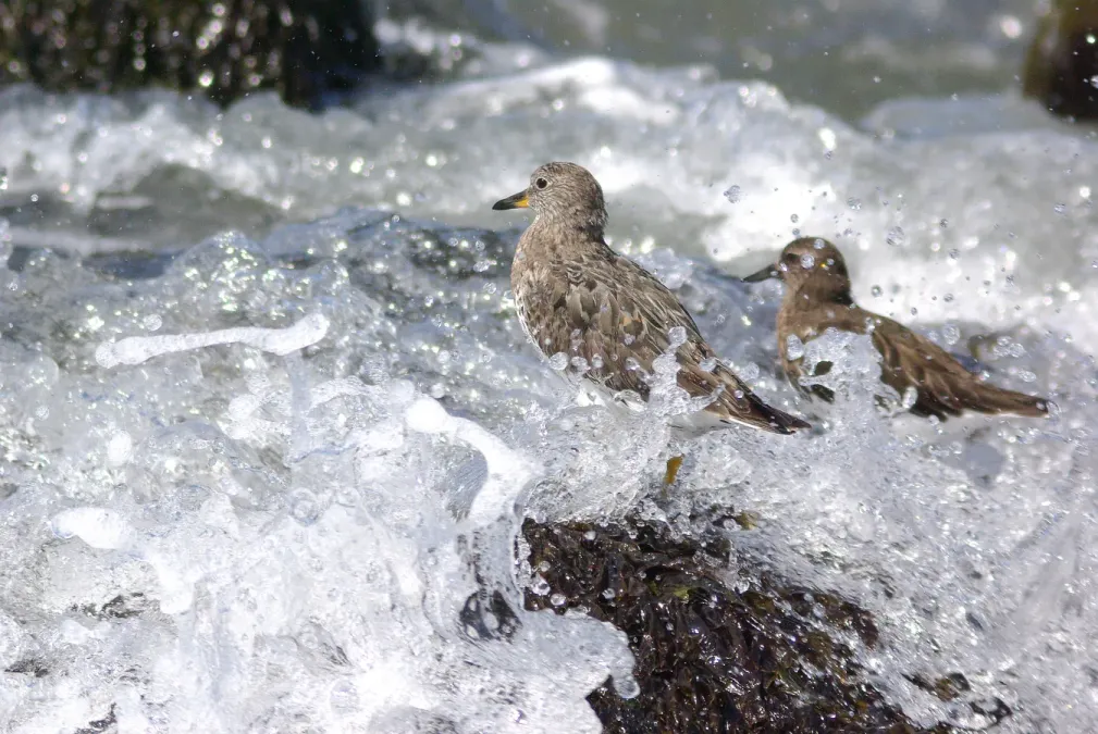 File:Surfbird Calidris virgata spray zone .jpg