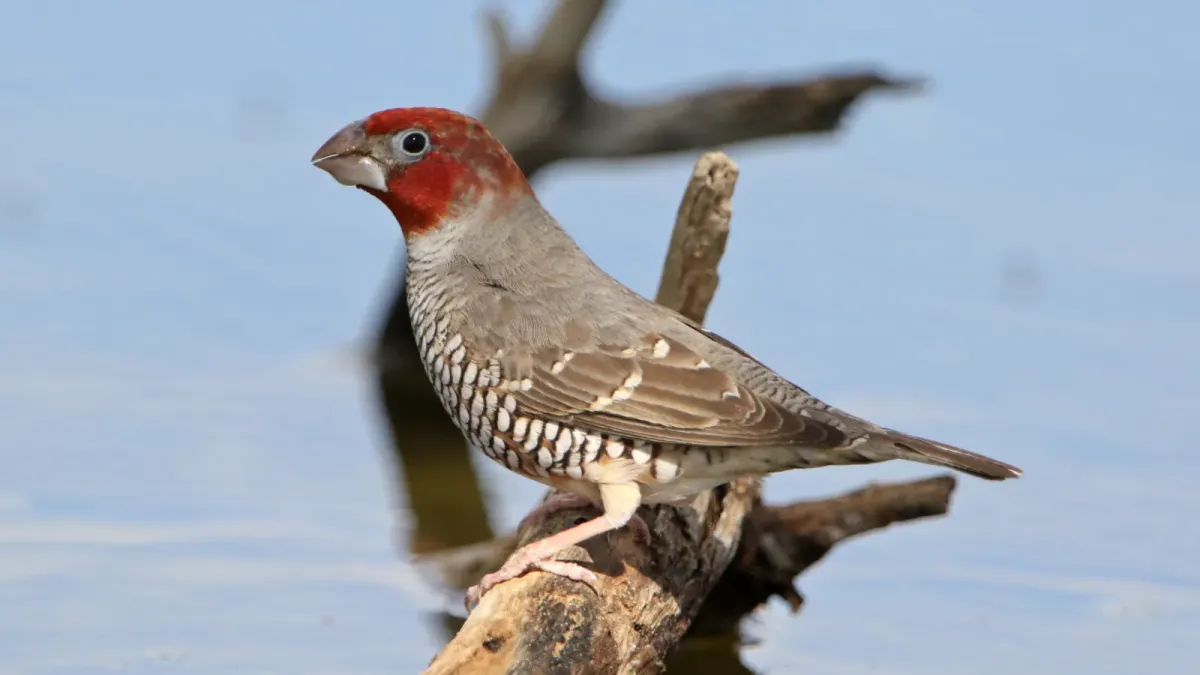 File:Red-headed finch, Amadina erythrocephala, at Kgalagadi Transfrontier Park, Northern Cape, South Africa (35915808502).jpg
