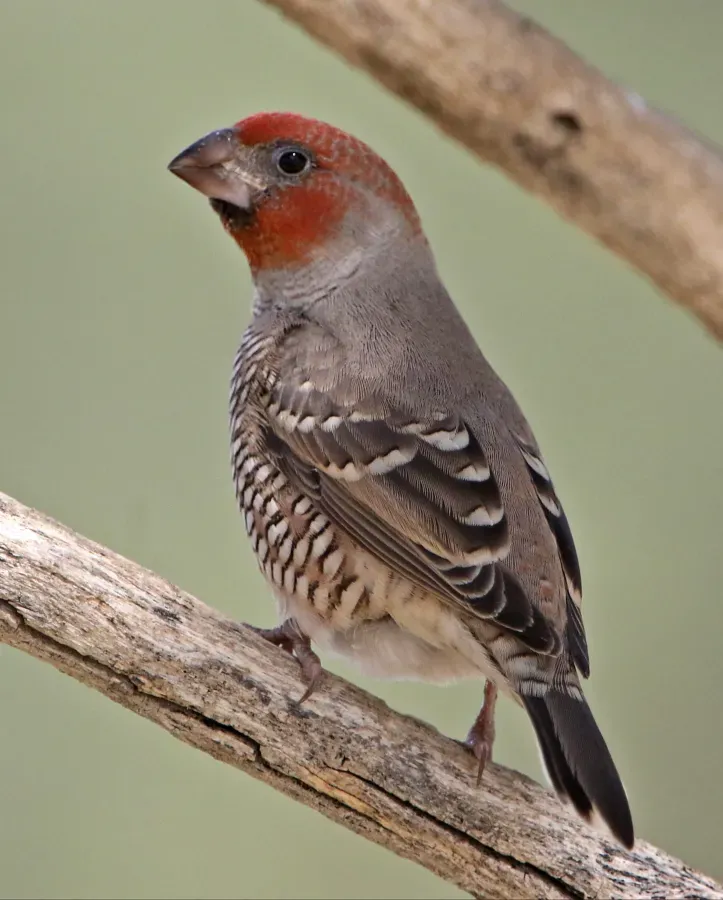 File:Red-headed finch, Amadina erythrocephala, at Kgalagadi Transfrontier Park, Northern Cape, South Africa (35915808782).jpg
