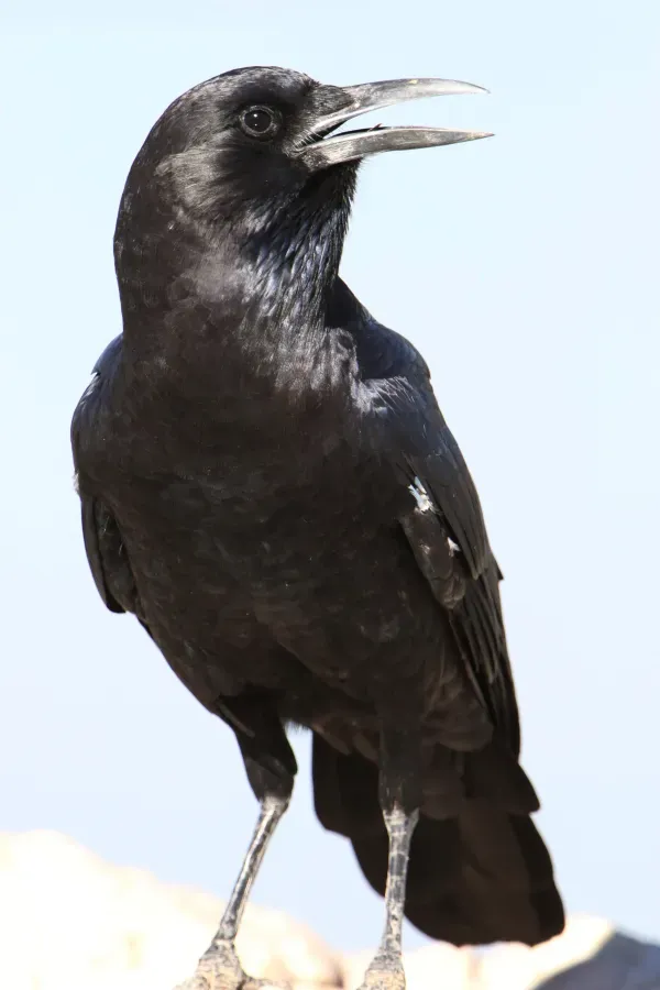 File:Cape crow, Corvus capensis, at Kgalagadi Transfrontier Park, Northern Cape, South Africa (35947034741).jpg