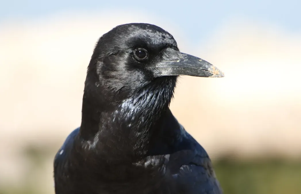 File:Cape crow, Corvus capensis, at Kgalagadi Transfrontier Park, Northern Cape, South Africa (35947034821).jpg