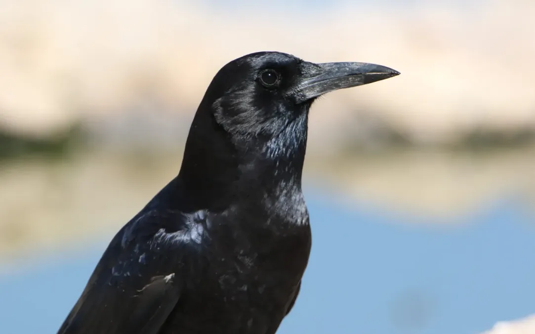 File:Cape crow, Corvus capensis, at Kgalagadi Transfrontier Park, Northern Cape, South Africa (35947035151).jpg