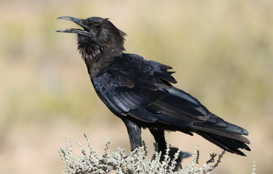 File:Cape crow, Corvus capensis, at Kgalagadi Transfrontier Park, Northern Cape, South Africa (36040532966).jpg
