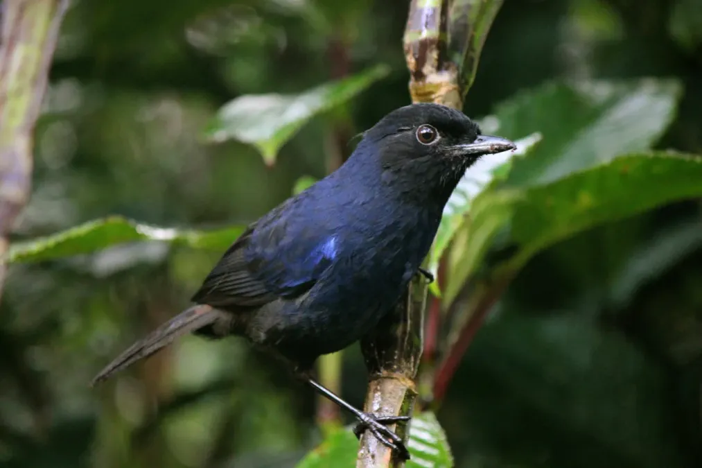 File:Myophonus blighi male.JPG