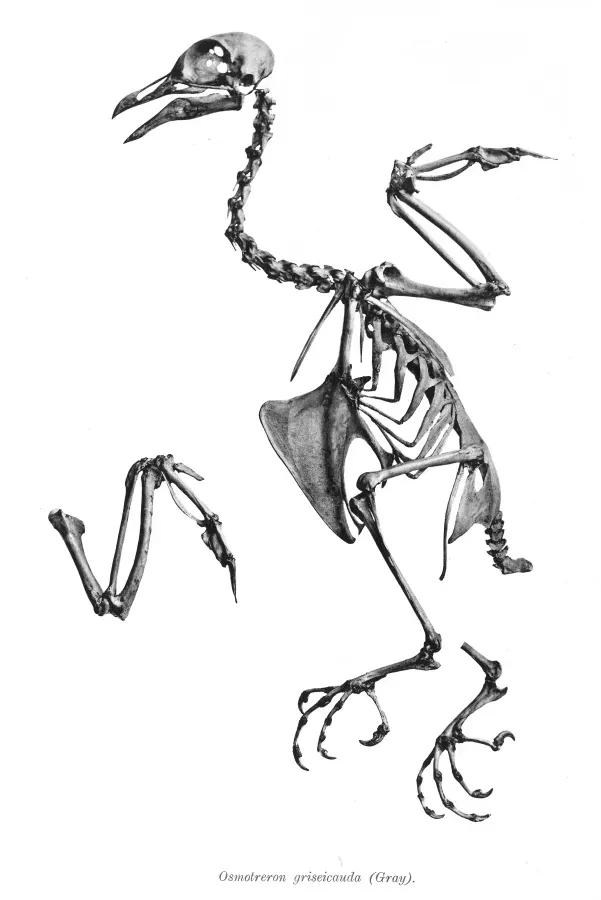 File:Osmotreron griseicauda 174.jpg