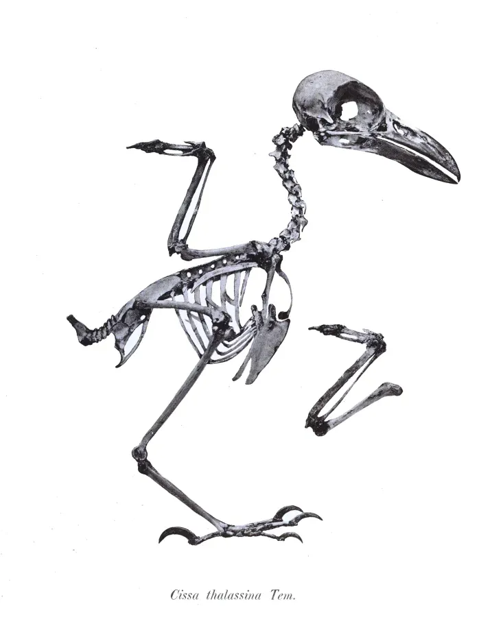 File:Cissa thalassina 81.jpg