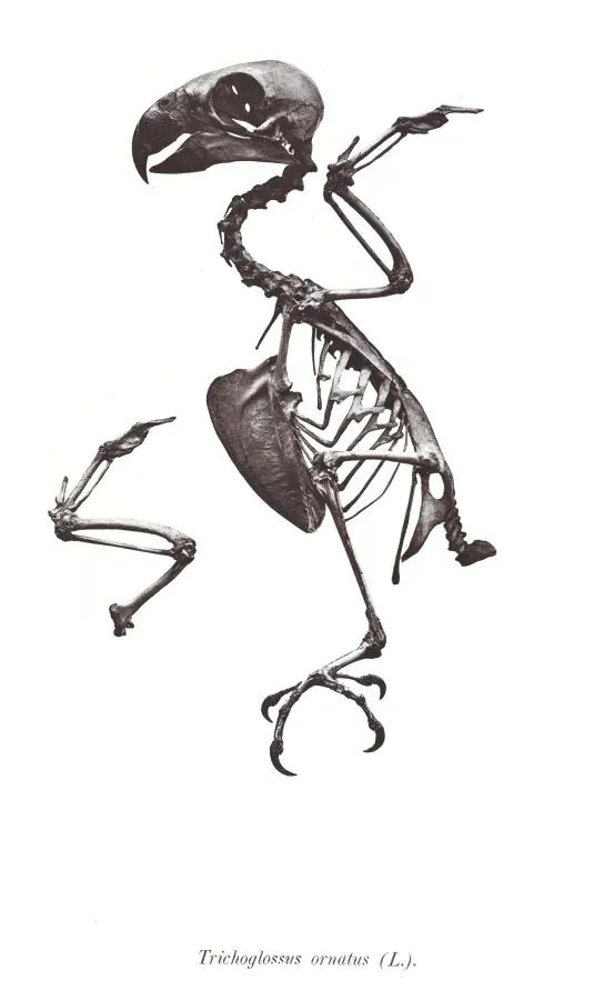 File:Trichoglossus ornatus 70.jpg