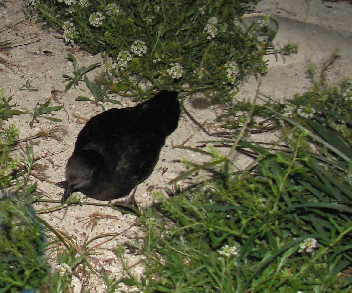 File:Starr 080613-8864 Bulweria bulwerii.jpg