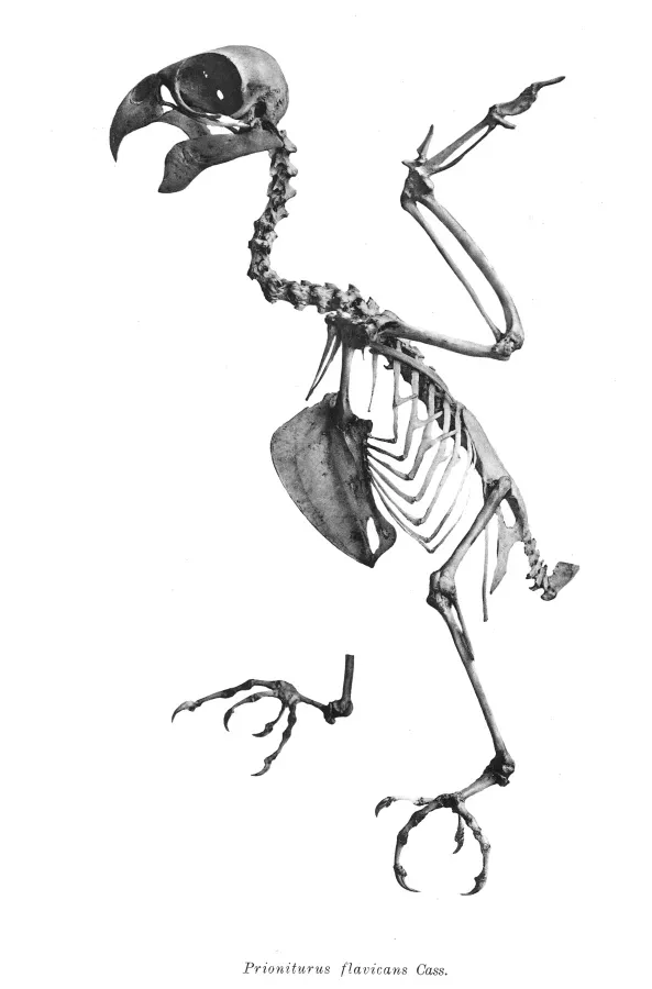 File:Prioniturus flavicans 189.jpg