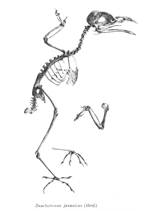 File:Zanclostomus javanicus 188.jpg