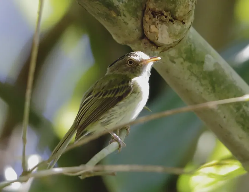File:Lophotriccus eulophotes - Long-crested pygmy-tyrant.jpg