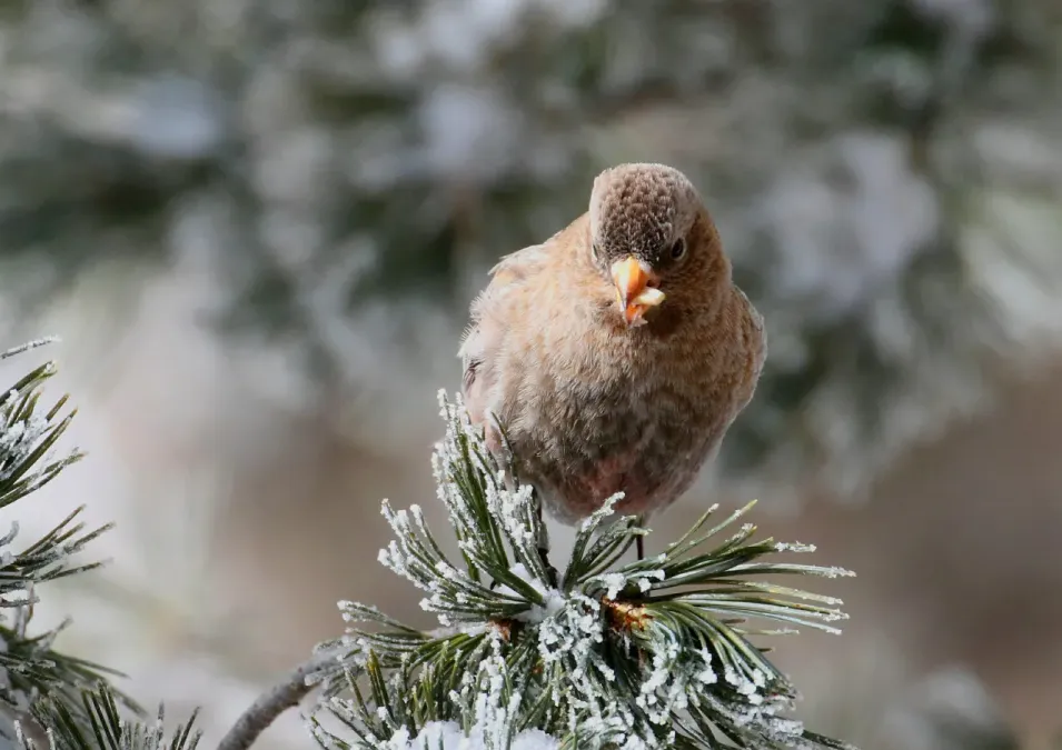 File:Leucosticte australis 1.jpg