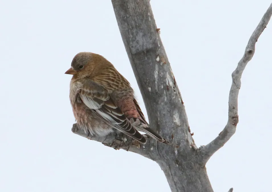File:Leucosticte australis 2.jpg