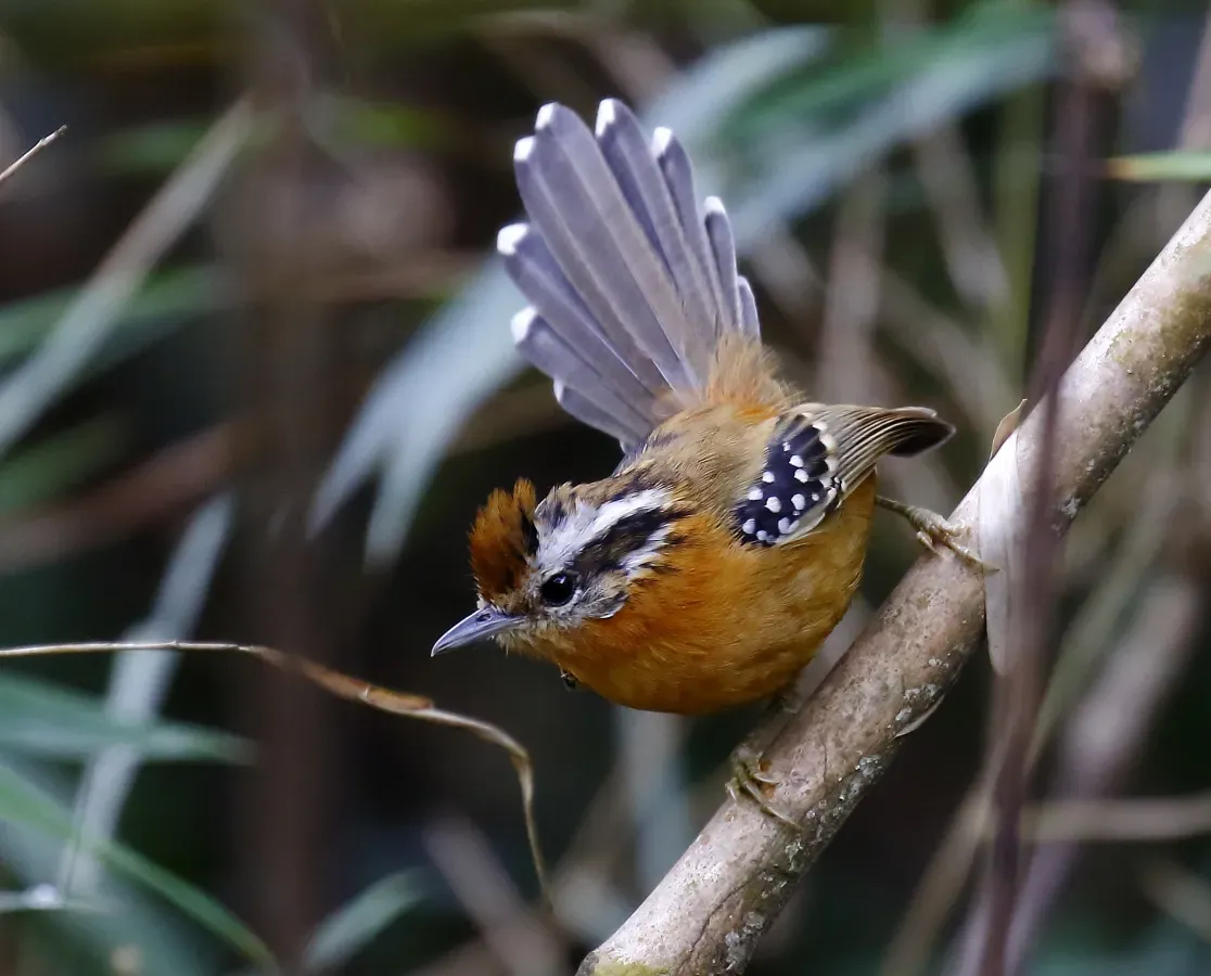 File:Drymophila rubricollis - Bertoni's antbird (female).jpg