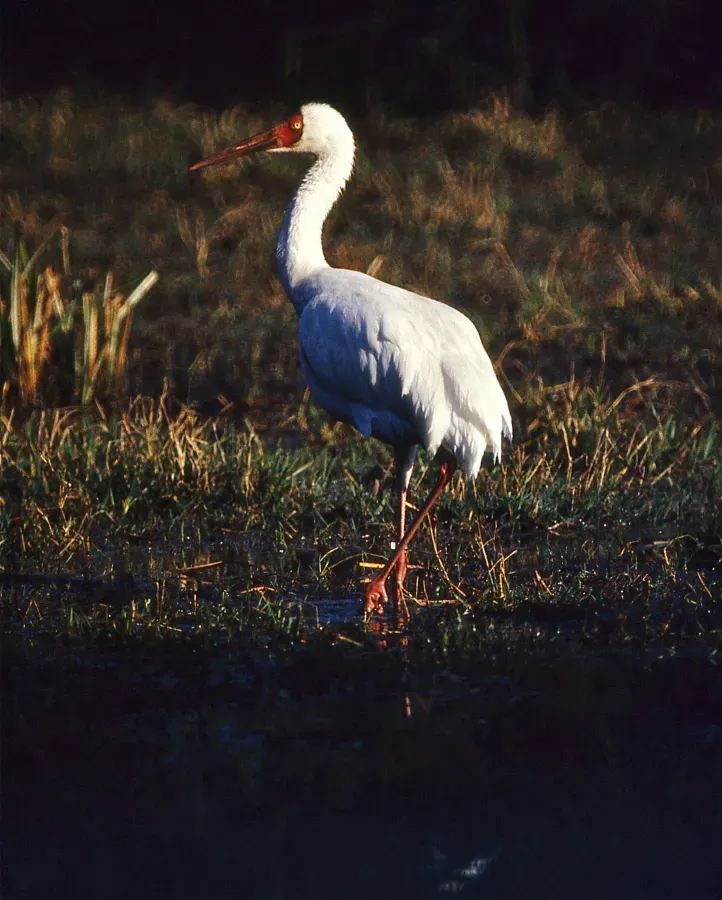 File:Siberian Crane (Grus leucogeranus) (36475080766).jpg