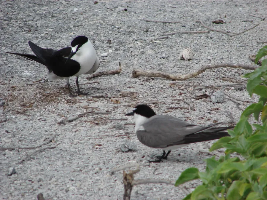 File:Starr 080606-6841 Onychoprion fuscatus & Onychoprion lunatus, Midway Atoll.jpg