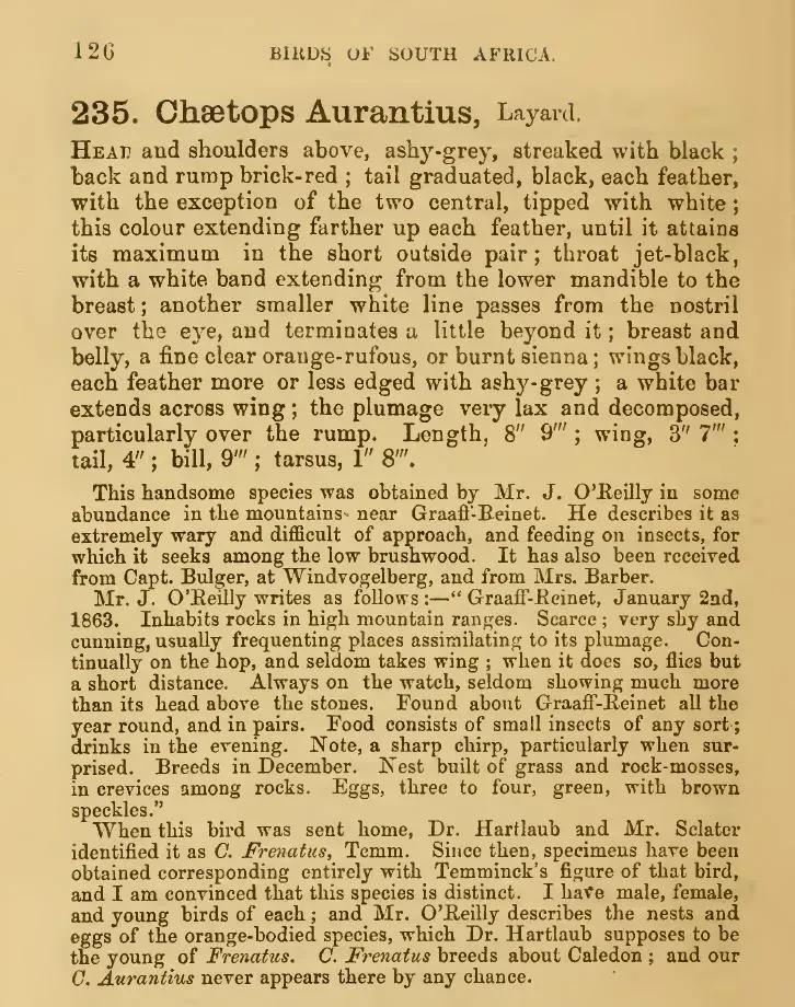 File:Layard 1867 Chaetops aurantius description.jpg