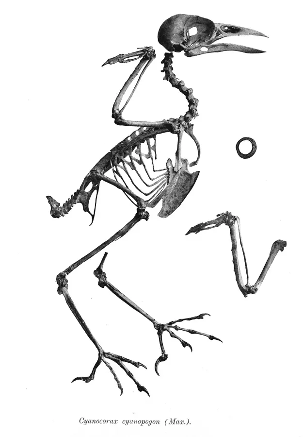File:Cyanocorax cyanopogon 160.jpg