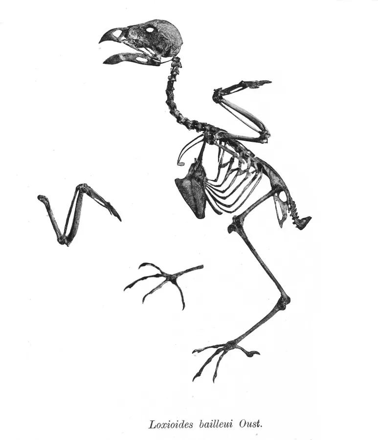 File:Loxioides bailleui 165.jpg