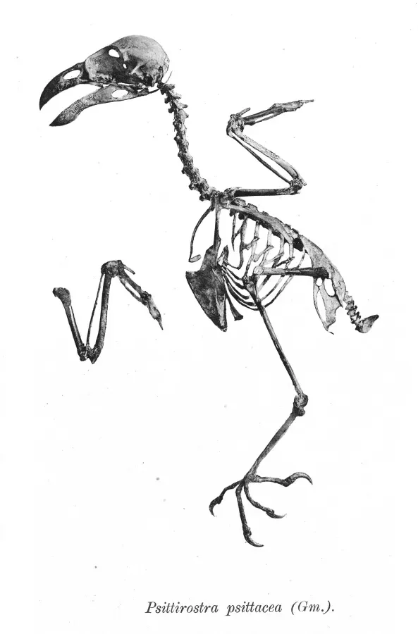 File:Psittirostra psittacea 165.jpg