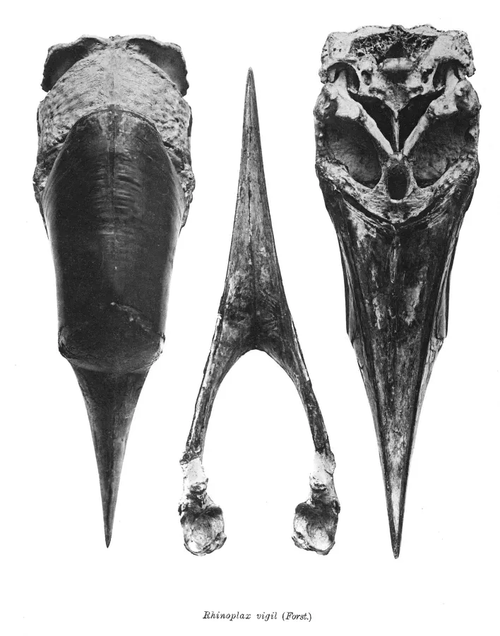 File:Rhinoplax vigil 223.jpg