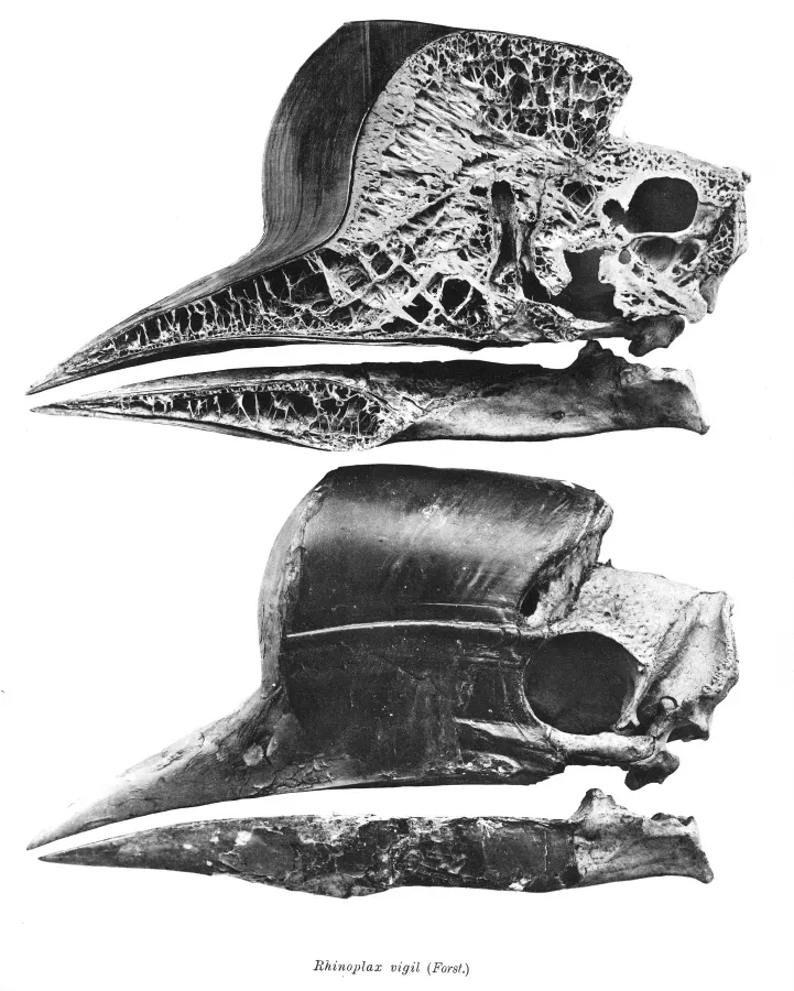 File:Rhinoplax vigil 224.jpg