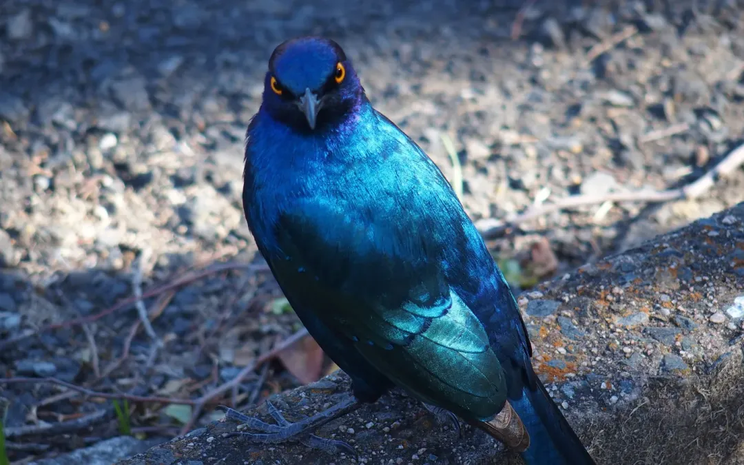 File:Lamprotornis nitens gazing.jpg