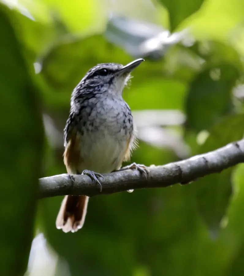 File:Hypocnemis peruviana - Peruvian warbling-antbird 01.jpg