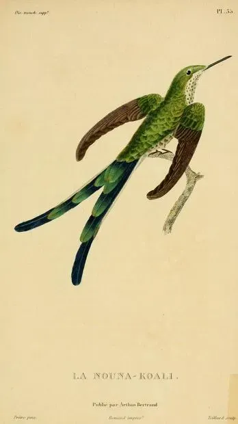 File:Lesbia nuna Lesson, 1832.jpg