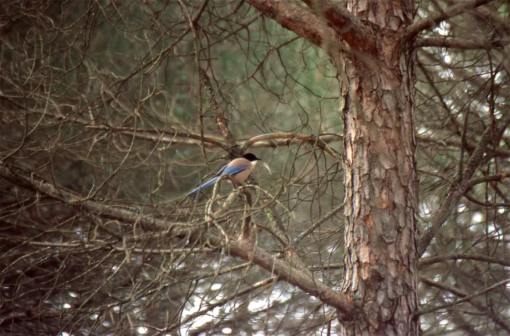 File:Iberian Magpie (Cyanopica cooki) (35816880493).jpg